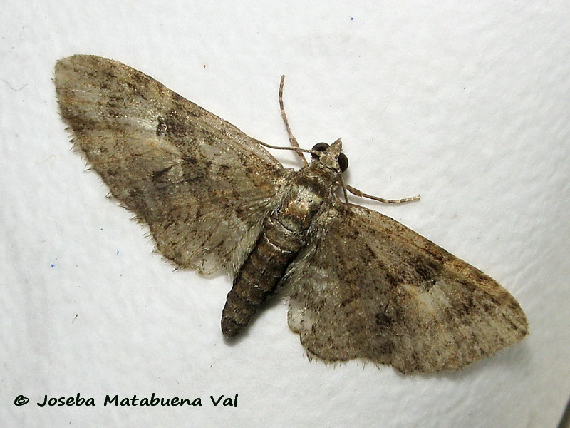 Geometridae da id. Gymnoscelis rufifasciata (Cfr.)